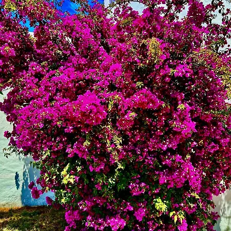 Solar Do Monte 1 * אלבופיירה